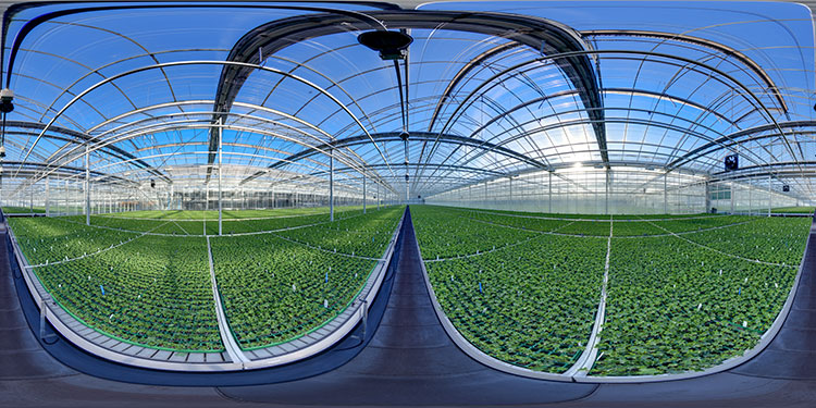 P.V.D. Haak Flower Greenhouse